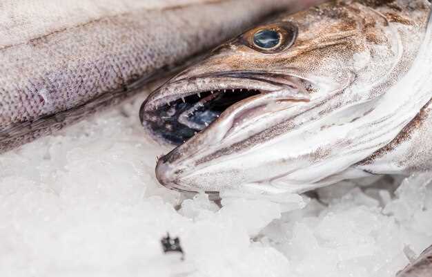 Freezing Blue Fish – A Comprehensive Guide to Properly Preserve Your Catch