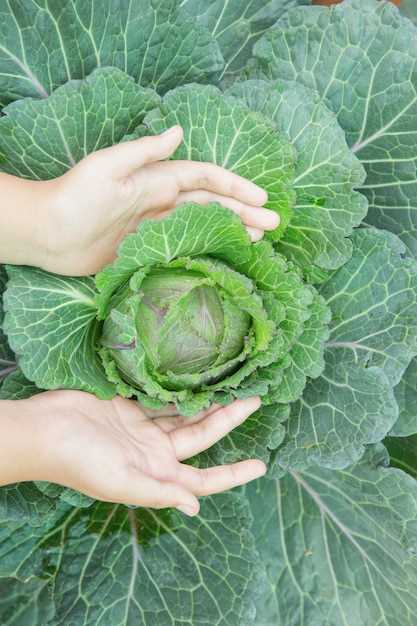 How Long Does Frozen Cabbage Last?