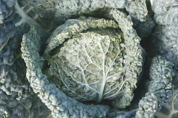 Determining the Shelf Life of Frozen Cooked Cabbage