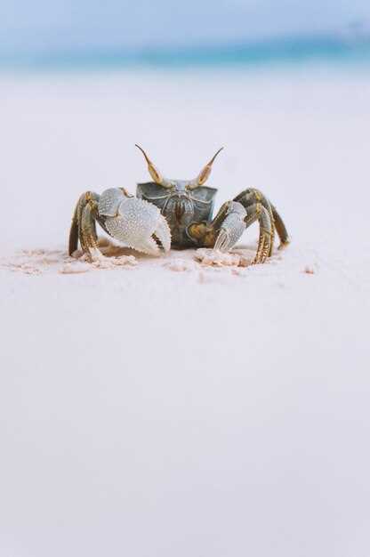 Freezing Crabs – Everything You Need to Know for Perfectly Preserved Seafood