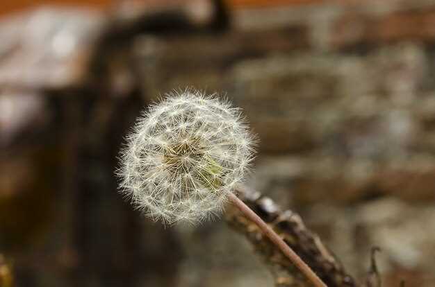 Harvesting and Cleaning Dandelion Flowers