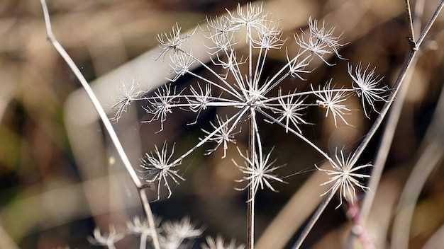 Why Freeze Dandelion Flowers?