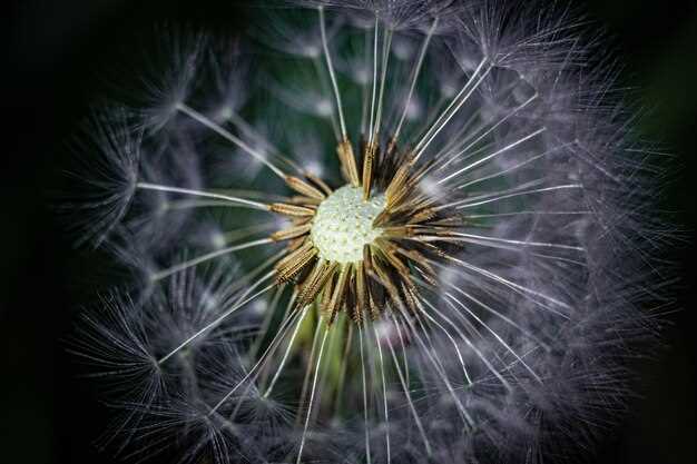 Freezing Dandelion Greens: What You Need to Know