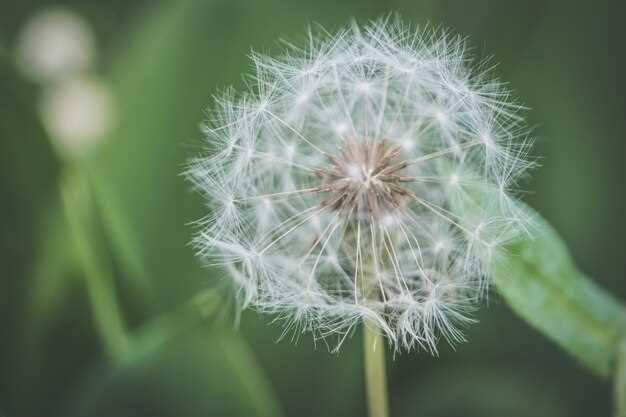 Washing and Cleaning Dandelion Greens