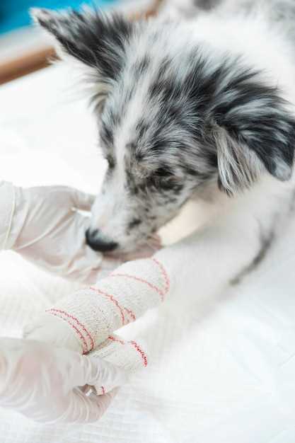 Preserving Fertility – Can Dog Sperm Be Successfully Frozen?