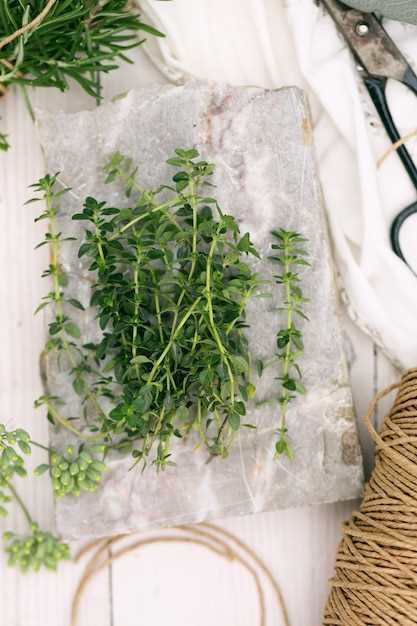 How to Freeze Fresh Herbs