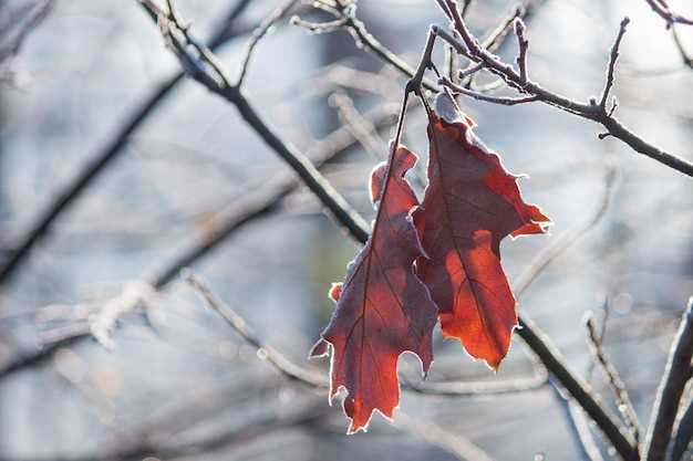 The process of freezing maple sap