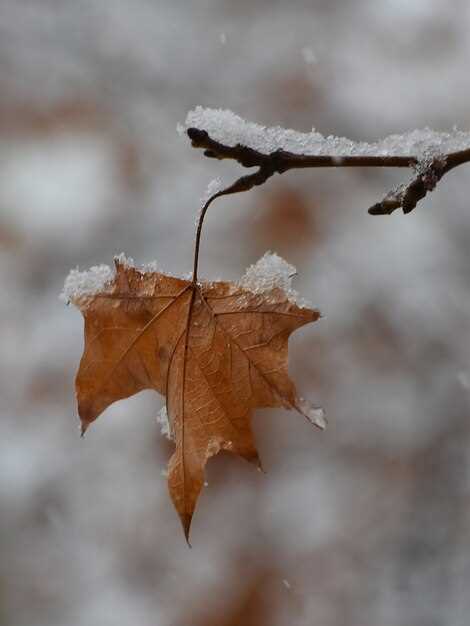 Freezing Maple Sap – A Complete Guide to Preserving Liquid Gold