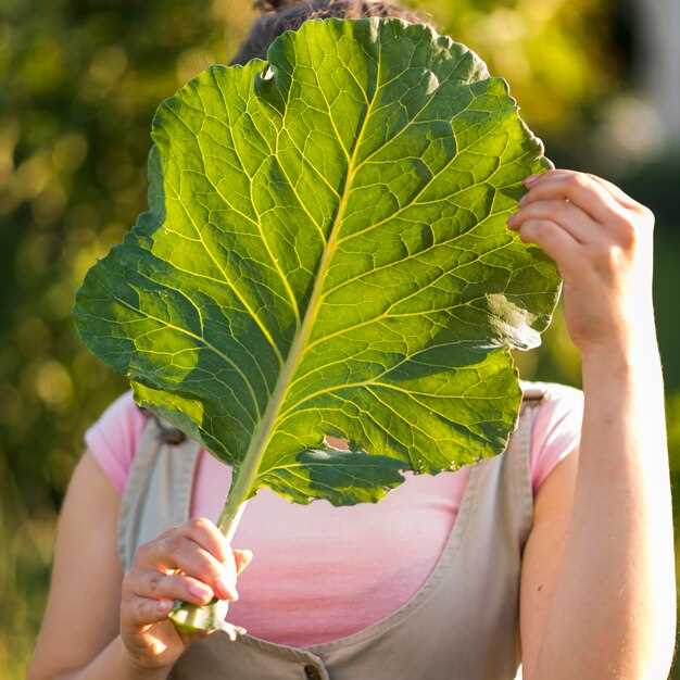 Freezing Mint Leaves – A Guide to Long-lasting Freshness