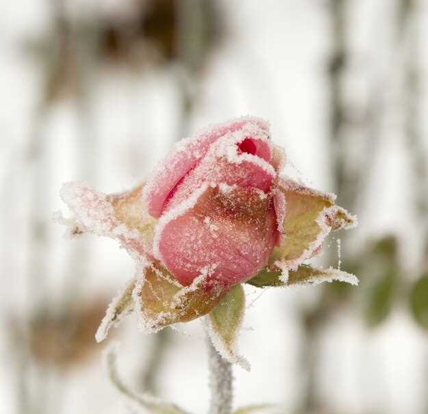 Uses for Frozen Rose Water