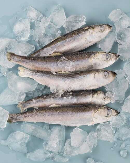 Freezing Spanish mackerel: essential tips to keep in mind