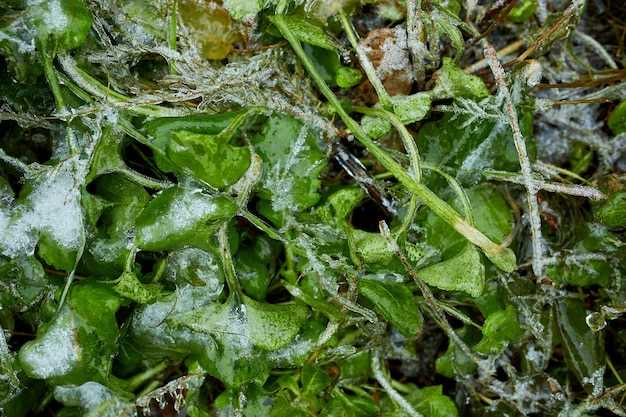 Freezing Watercress – A Comprehensive Guide to Preserving Freshness and Flavor