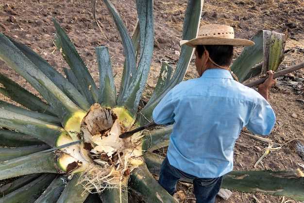 Does Agave Nectar Expire? Unveiling the Truth about Agave Nectar Shelf Life and Storage