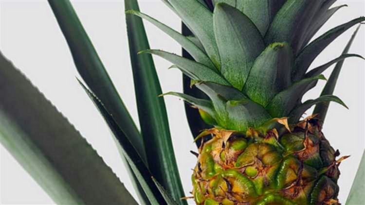 Pineapple Shelf Life