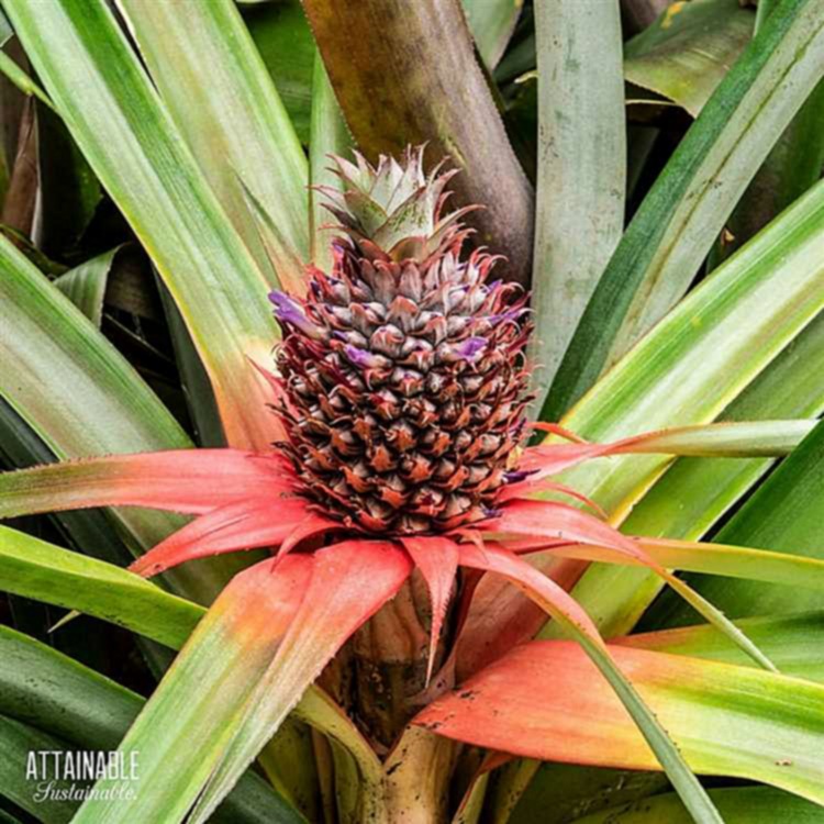 How to Freeze Pineapples: