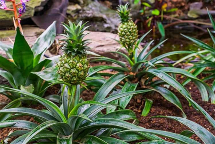 How Long Do Pineapples Last – The Ultimate Guide to Pineapple Shelf Life