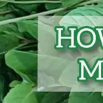 How to freeze fresh mint