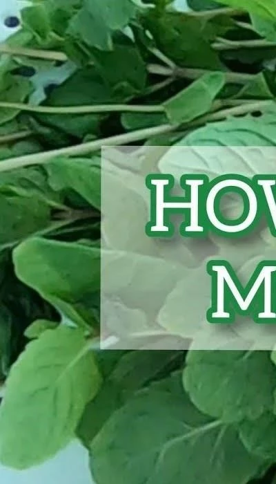 How to freeze fresh mint