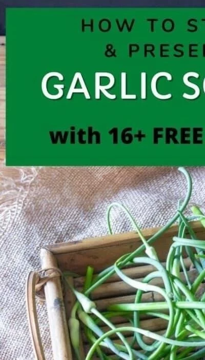 How to freeze garlic scapes